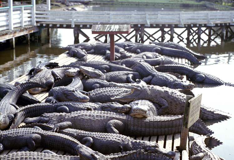 86-12-29, 00, Alligators, Gator Land in Florida