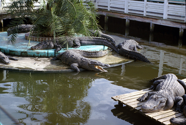 86-12-29, 02, Alligators, Gator Land in Florida