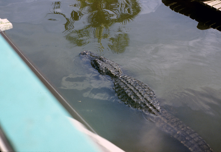 86-12-29, 03, Alligators, Gator Land in Florida