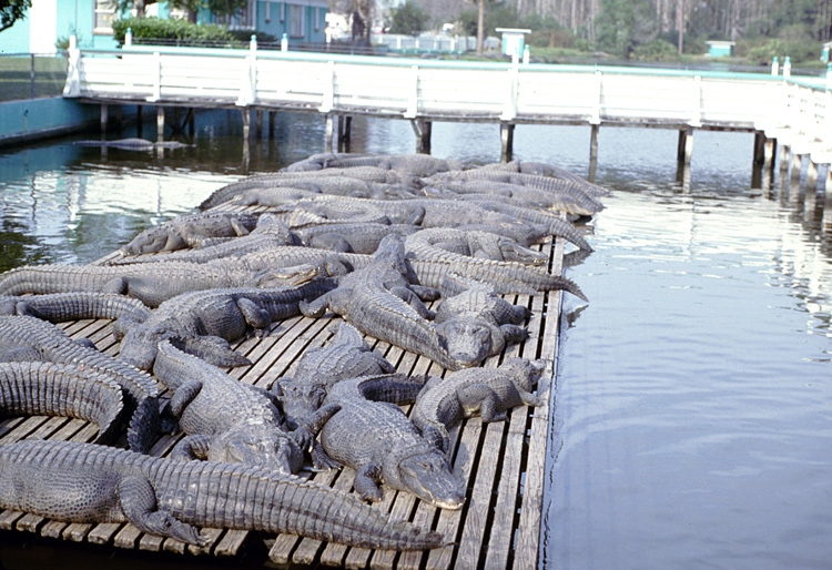 86-12-29, 04, Alligators, Gator Land in Florida
