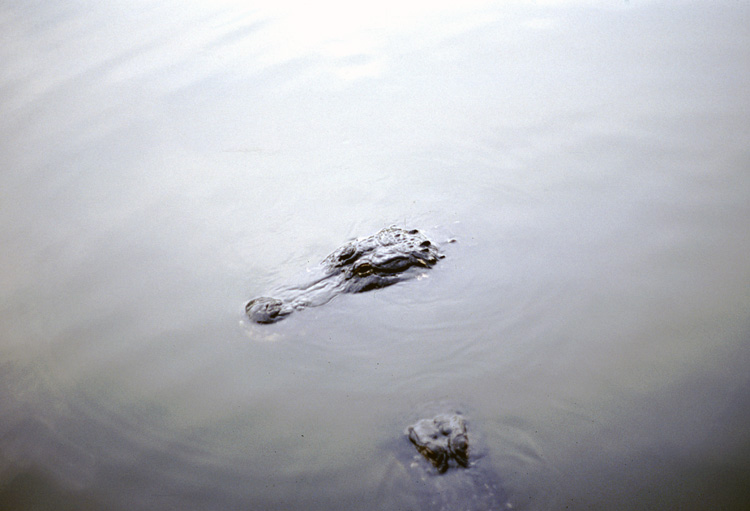 86-12-29, 06, Alligators, Gator Land in Florida