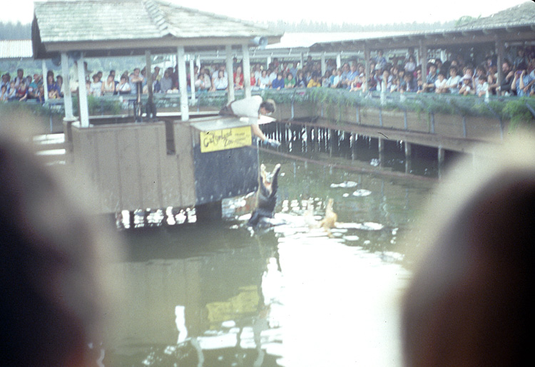 86-12-29, 08, Alligators, Gator Land in Florida