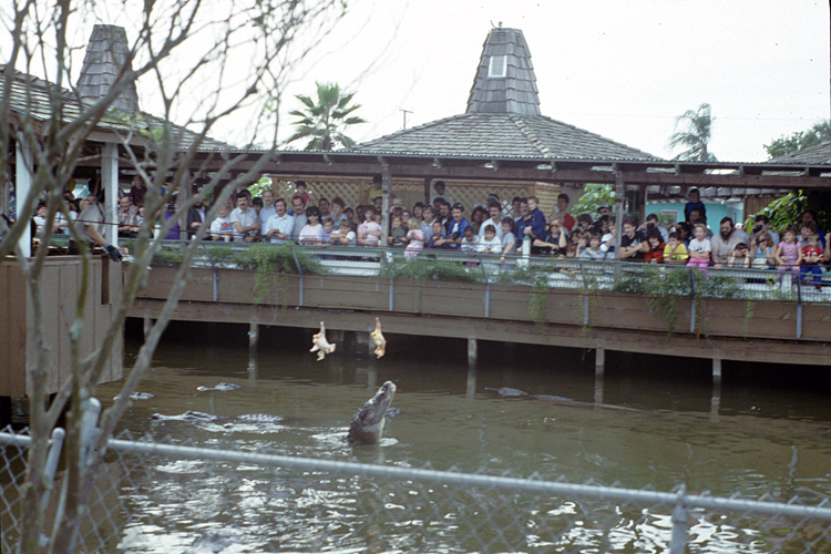 86-12-29, 09, Alligators, Gator Land in Florida