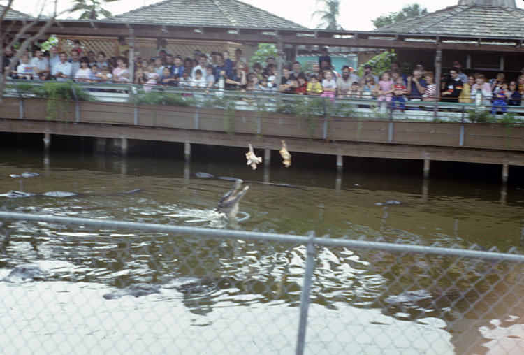 86-12-29, 10, Alligators, Gator Land in Florida
