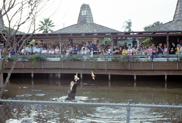 86-12-29, 11, Alligators, Gator Land in Florida