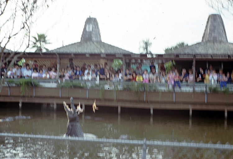86-12-29, 12, Alligators, Gator Land in Florida