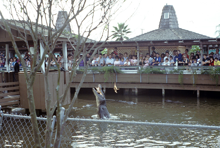 86-12-29, 13, Alligators, Gator Land in Florida
