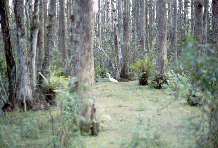 86-12-29, 14, Alligators, Gator Land in Florida