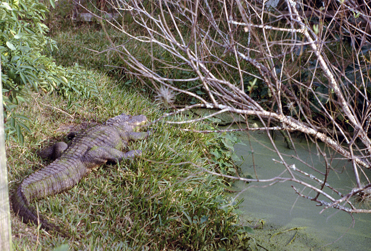 86-12-29, 16, Alligators, Gator Land in Florida