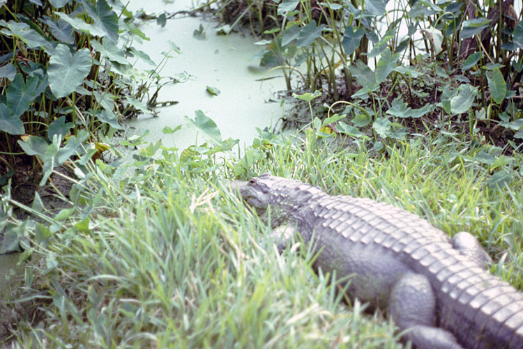 86-12-29, 17, Alligators, Gator Land in Florida