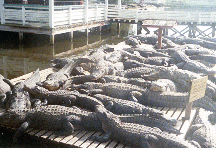 86-12-29, 19, Gator Land in Florida