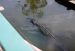 86-12-29, 03, Alligators, Gator Land in Florida