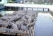 86-12-29, 04, Alligators, Gator Land in Florida