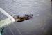 86-12-29, 07, Alligators, Gator Land in Florida