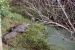 86-12-29, 16, Alligators, Gator Land in Florida