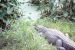 86-12-29, 17, Alligators, Gator Land in Florida