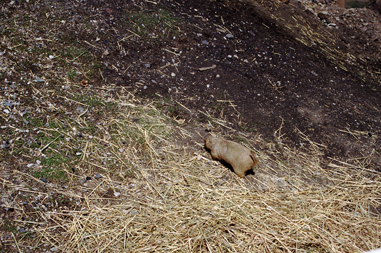 01-04-13, 06, Prarie Dogs, Turtle Back Zoo