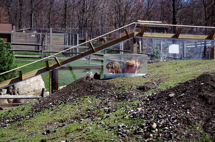 01-04-13, 07, Prarie Dogs, Turtle Back Zoo