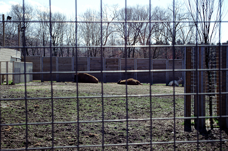 01-04-13, 08, Buffalo, Turtle Back Zoo