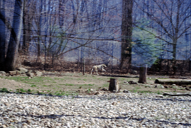 01-04-13, 09, Wolf, Turtle Back Zoo