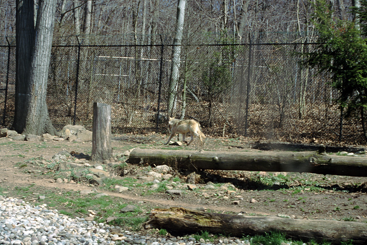 01-04-13, 10, Wolf, Turtle Back Zoo