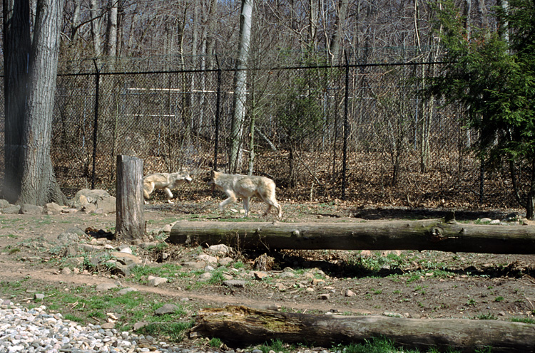 01-04-13, 11, Wolfves, Turtle Back Zoo
