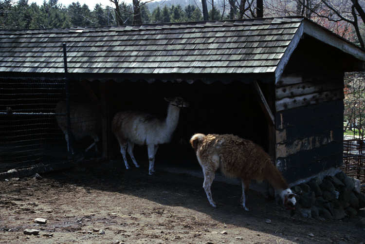 01-04-13, 12, Lamas, Turtle Back Zoo