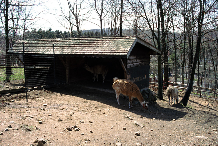 01-04-13, 13, Lamas, Turtle Back Zoo