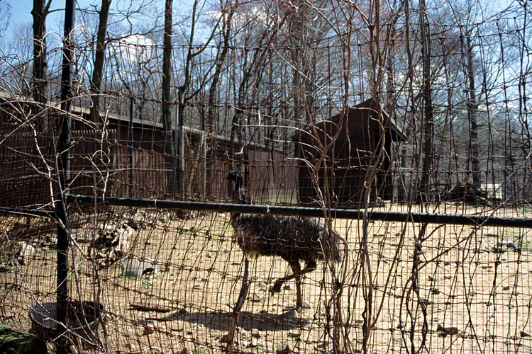 01-04-13, 14, Emu, Turtle Back Zoo