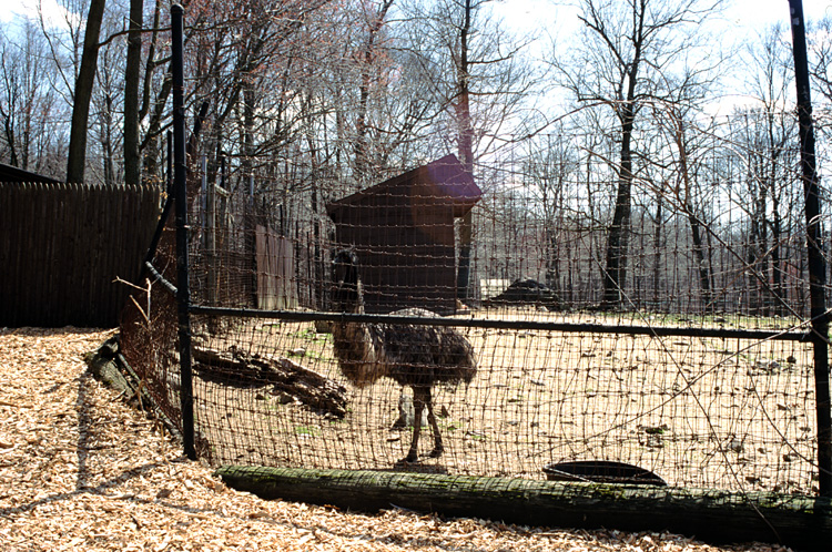 01-04-13, 15, Emu, Turtle Back Zoo
