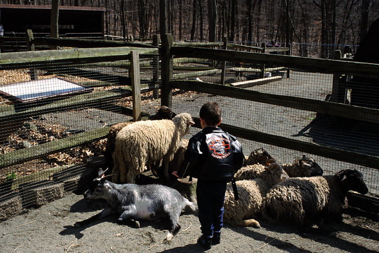 01-04-13, 21, Mikey with Goat & Sheep, Turtle Back Zoo