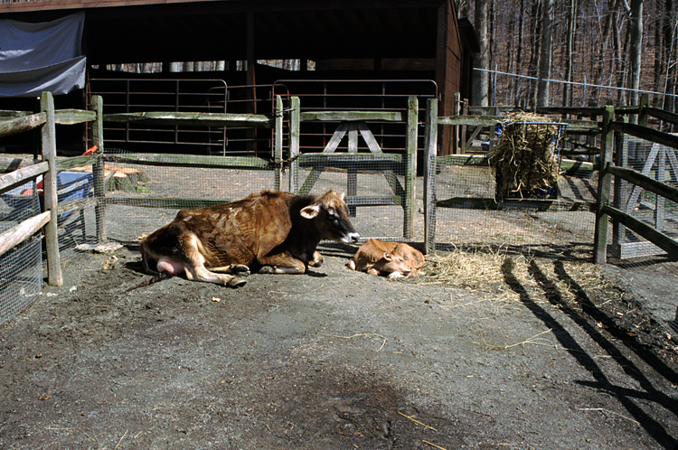 01-04-13, 23, Cow and Calf, Turtle Back Zoo