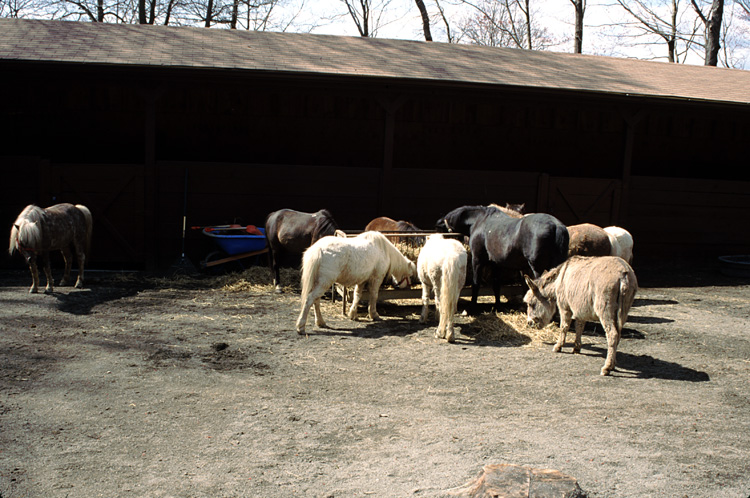 01-04-13, 24, Ponies, Turtle Back Zoo