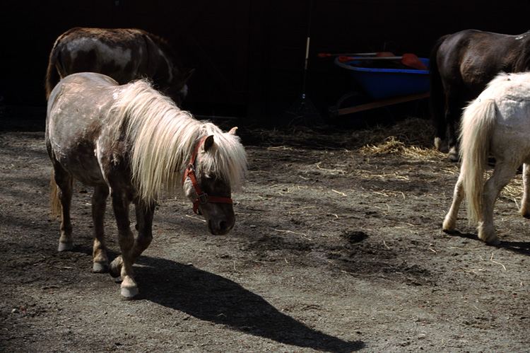 01-04-13, 25, Ponies, Turtle Back Zoo