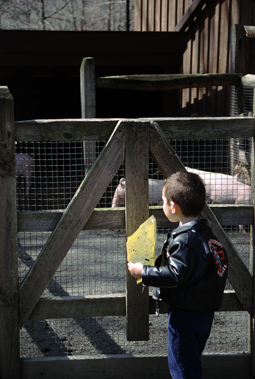 01-04-13, 26, Mikey and Pigs, Turtle Back Zoo
