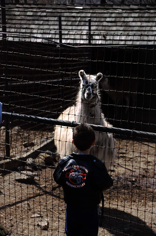 01-04-13, 28, Mikey and a Lama, Turtle Back Zoo