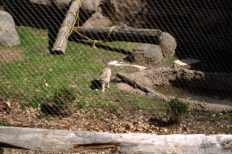 01-04-13, 30, Bob Cat, Turtle Back Zoo