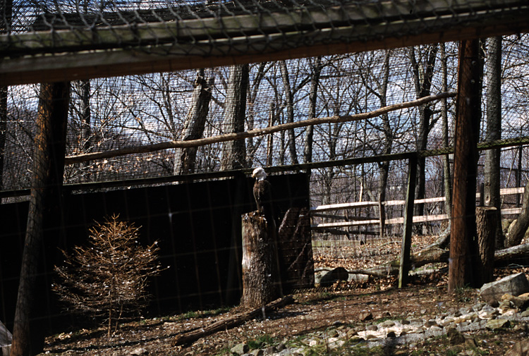 01-04-13, 33, Bald Eagle, Emu, Turtle Back Zoo