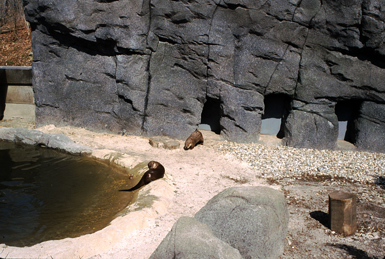 01-04-13, 35, Otters, Turtle Back Zoo