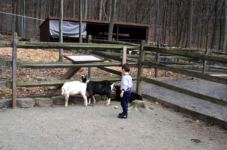 01-04-13, 39, Mikey with Goats, Turtle Back Zoo