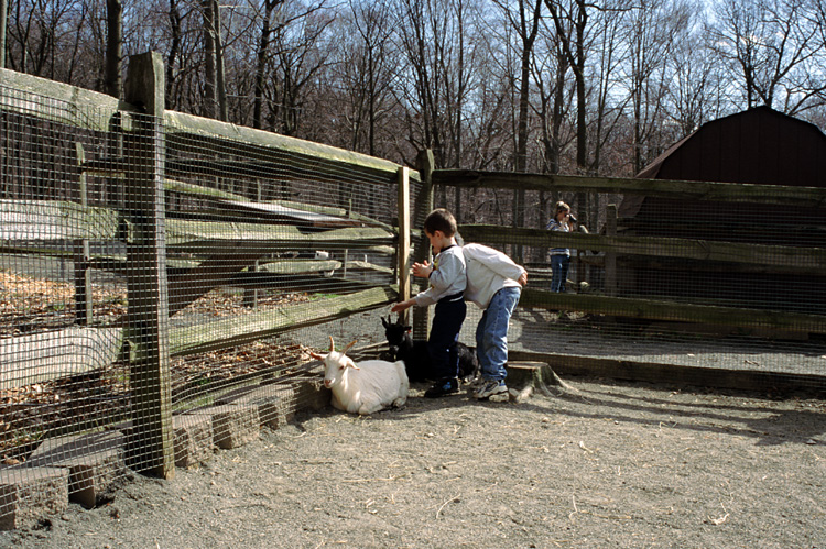 01-04-13, 40, Mikey with Goats, Turtle Back Zoo