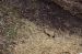 01-04-13, 06, Prarie Dogs, Turtle Back Zoo