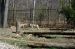 01-04-13, 11, Wolfves, Turtle Back Zoo