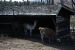 01-04-13, 12, Lamas, Turtle Back Zoo