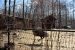 01-04-13, 14, Emu, Turtle Back Zoo