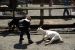 01-04-13, 18, Mikey with Goat, Turtle Back Zoo