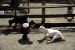 01-04-13, 19, Mikey with Goat, Turtle Back Zoo
