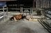 01-04-13, 23, Cow and Calf, Turtle Back Zoo