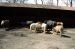 01-04-13, 24, Ponies, Turtle Back Zoo