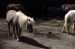 01-04-13, 25, Ponies, Turtle Back Zoo